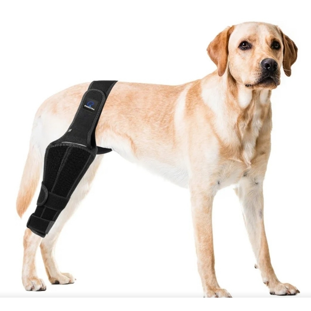 Foxlvda Dog Knee Brace Back Right Leg Size M